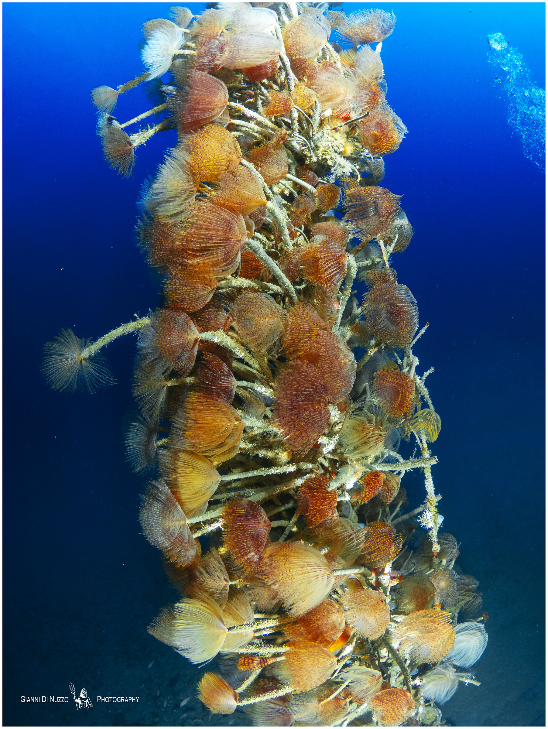 La vita appesa ad un filo