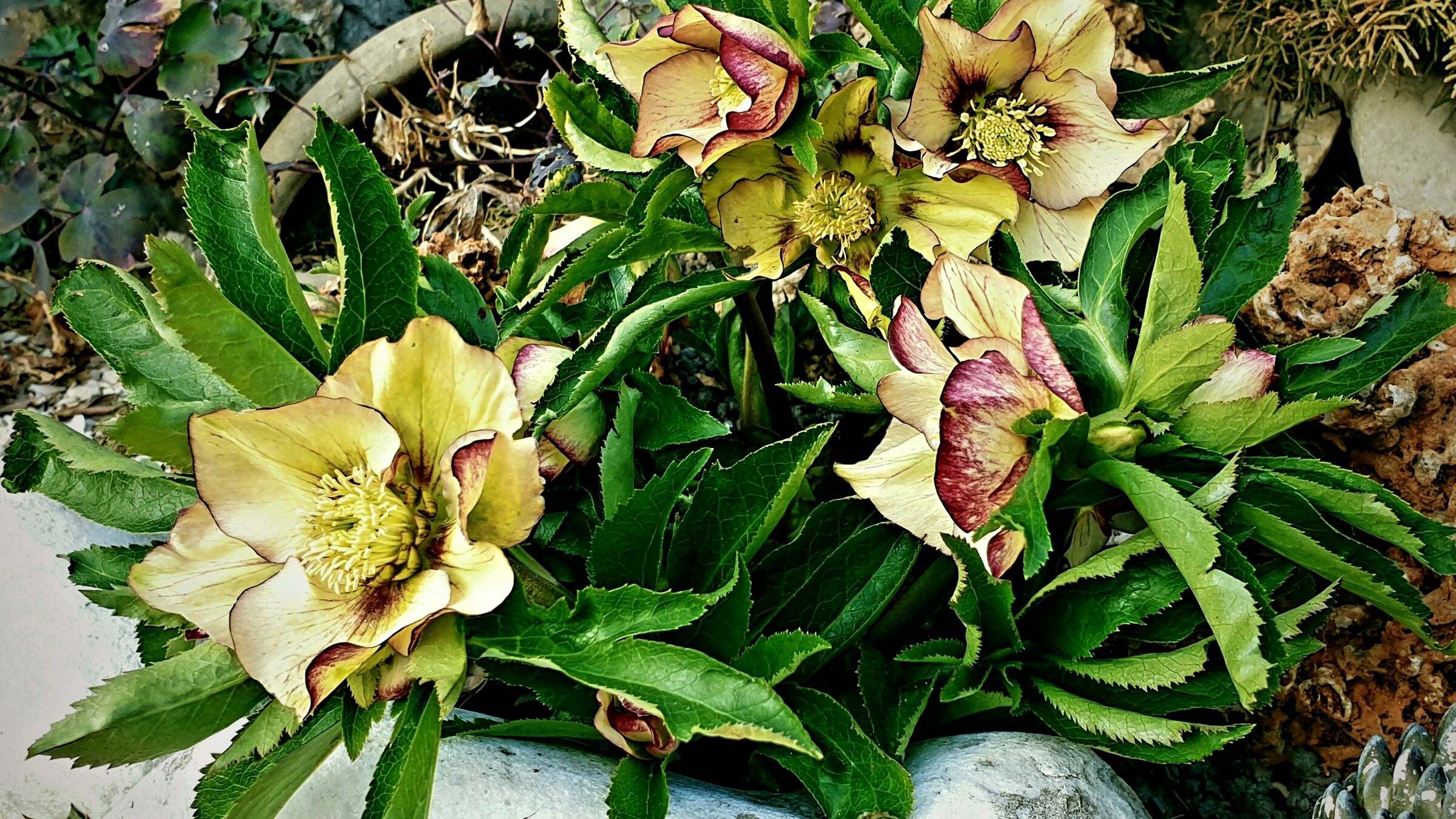 Helleborus Picotee in giardino