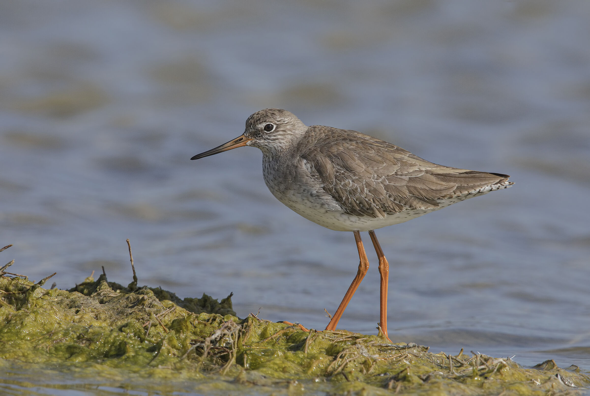 gossip (tringa totanus)