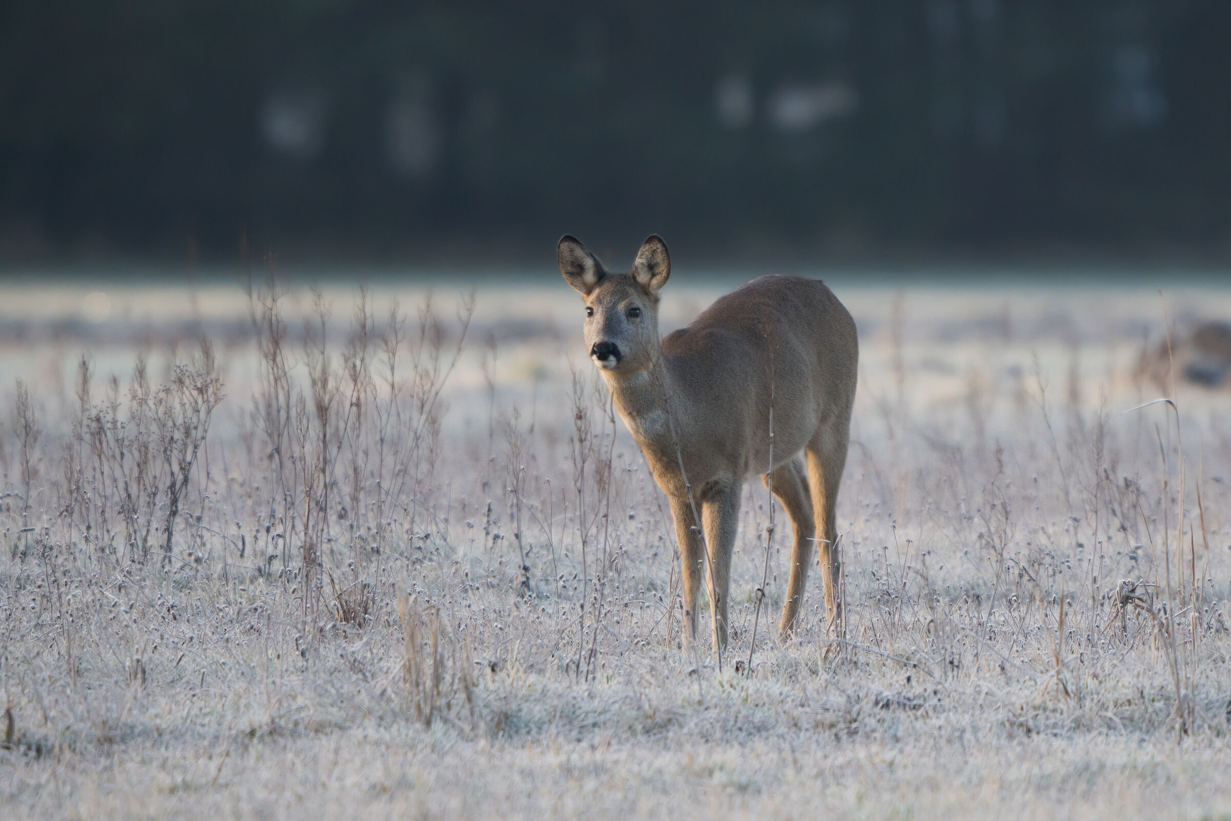 Roe deer (Capreolus capreolus)