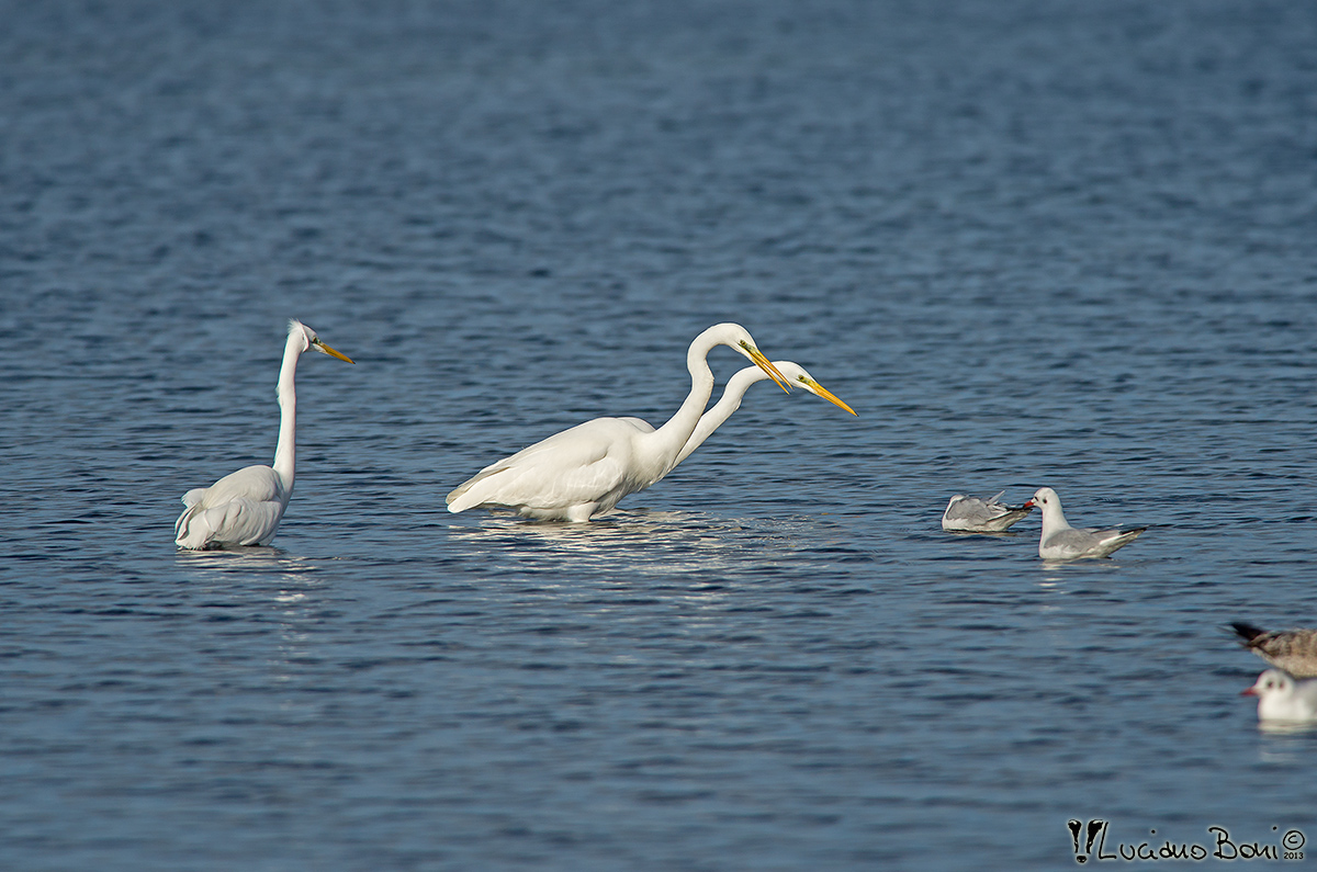White Heron Major