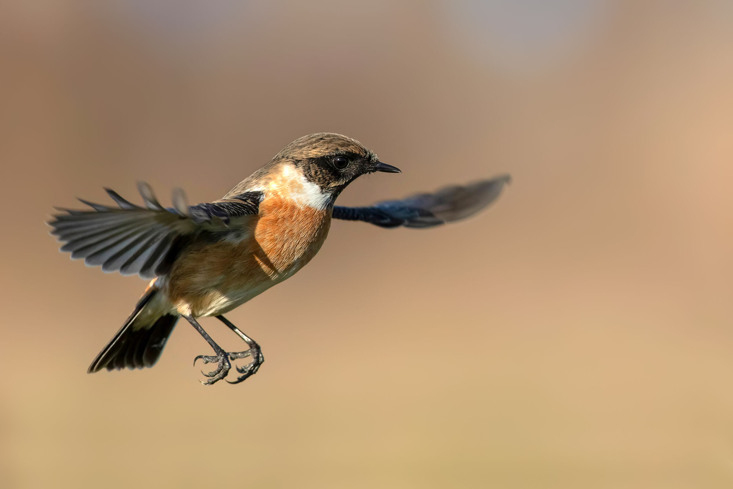 Saltimpalo - European Stonechat