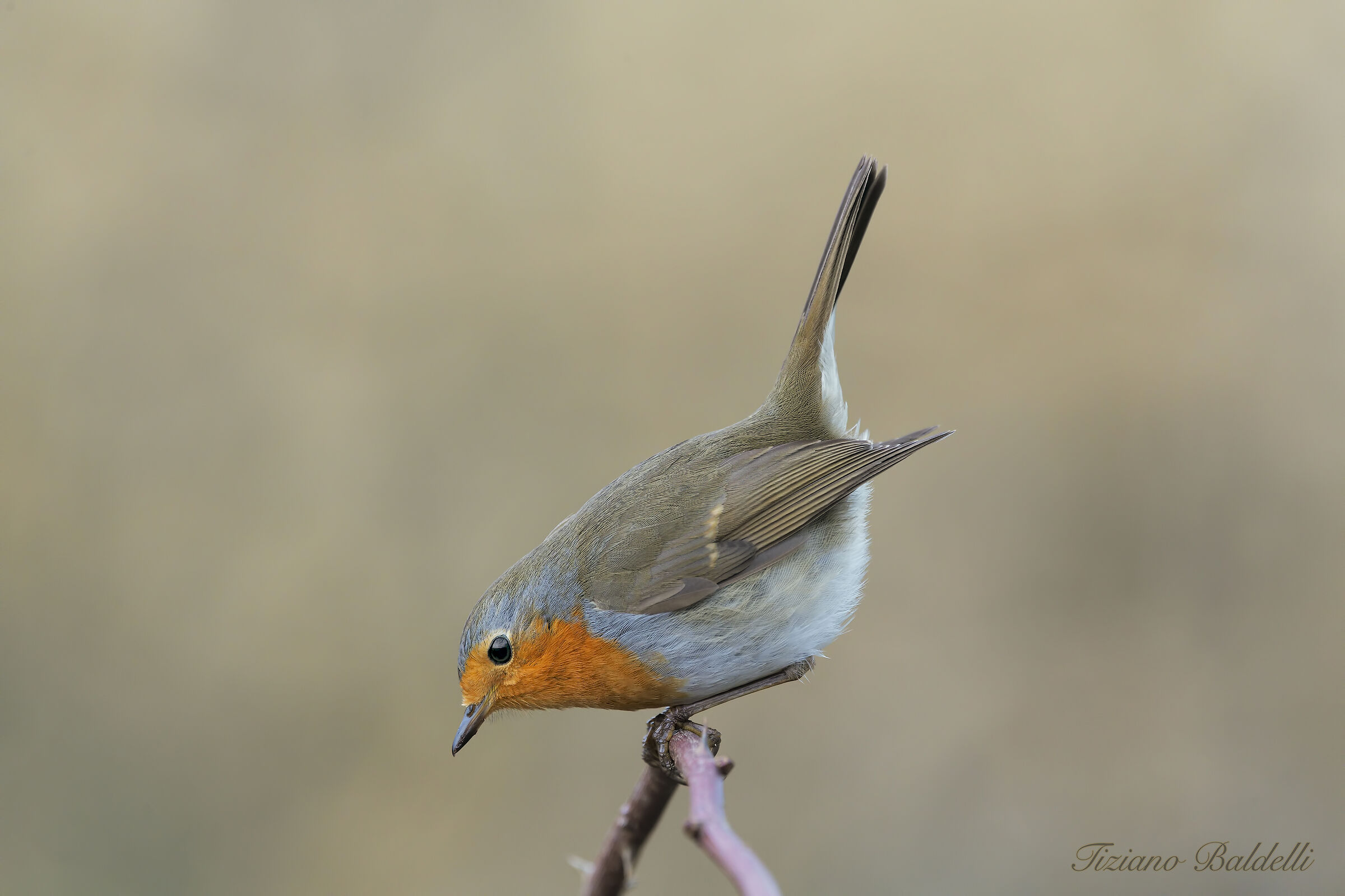 Robin side view