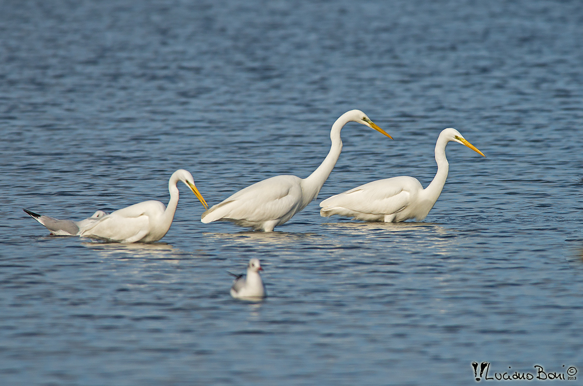 White Heron Major
