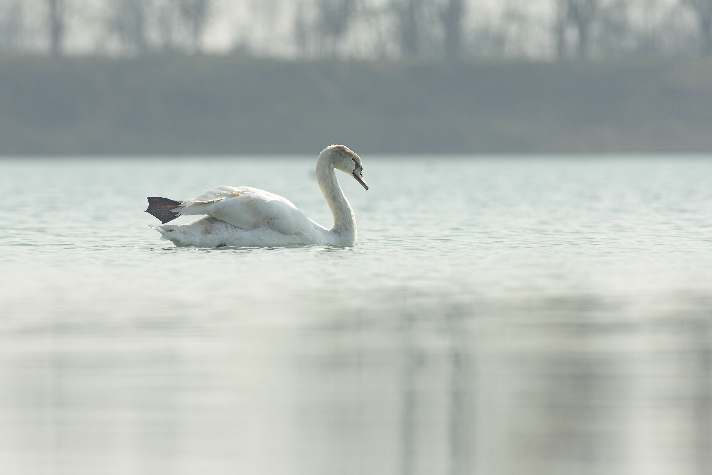 Piccoli cuccioli crescono