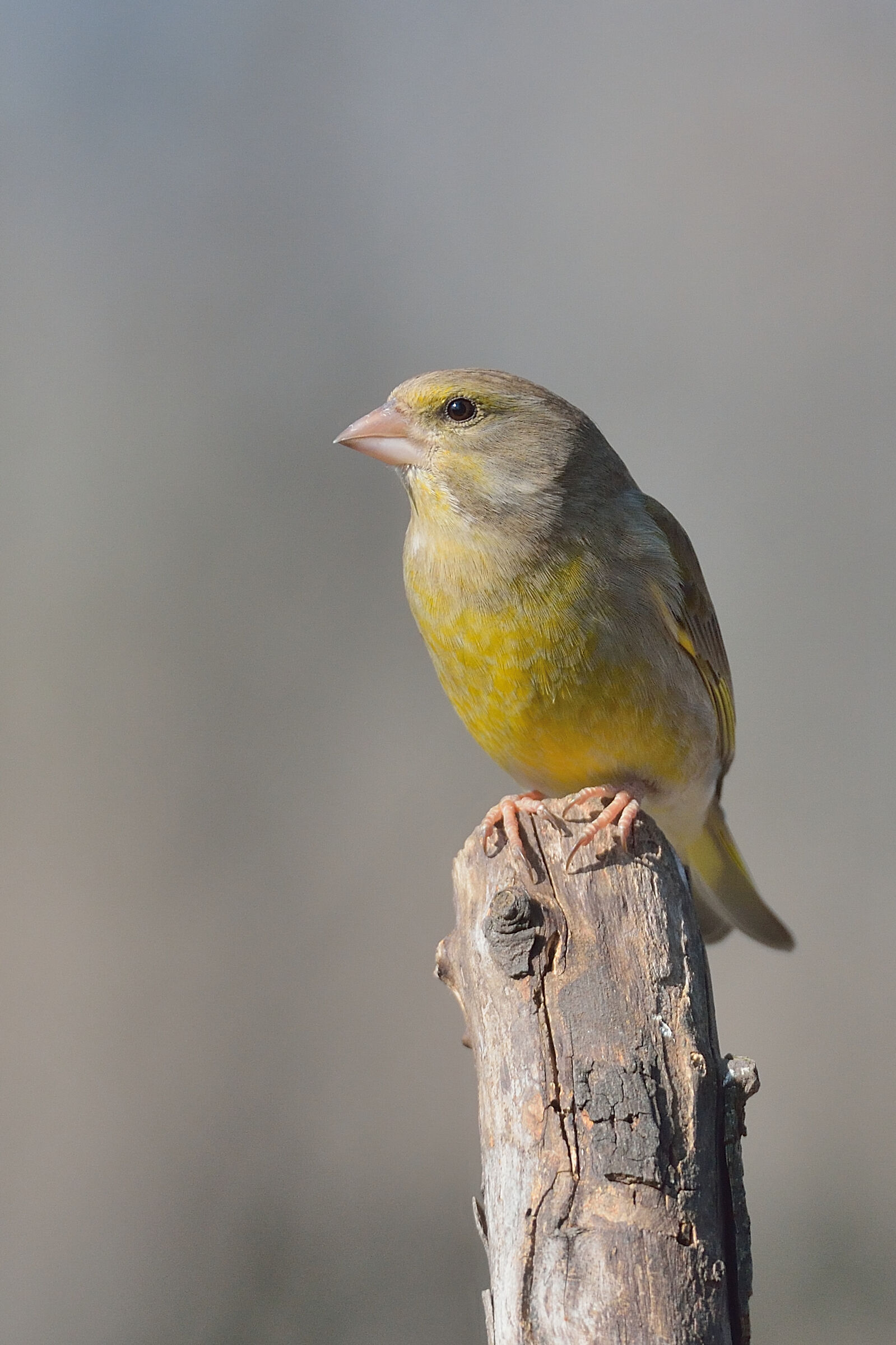 Verdone su Sfondo Pastellato