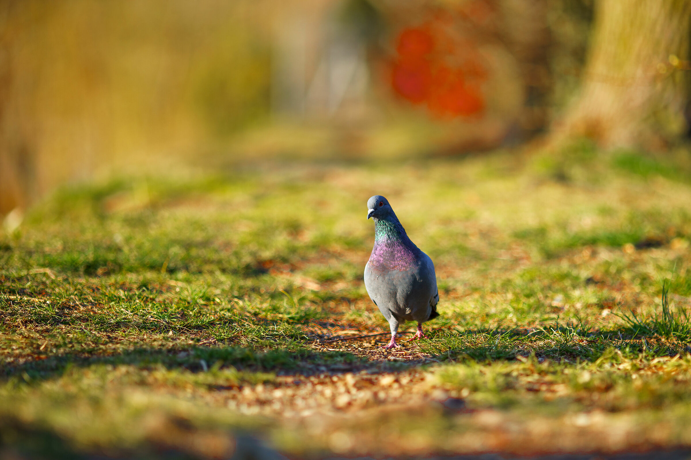 Pigeon
