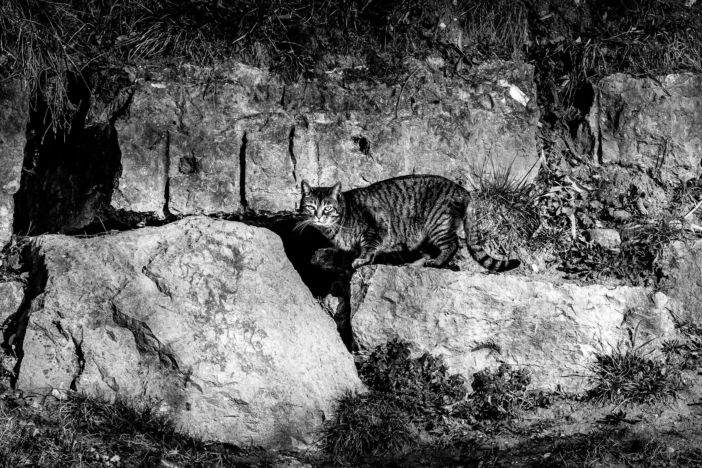 Feline