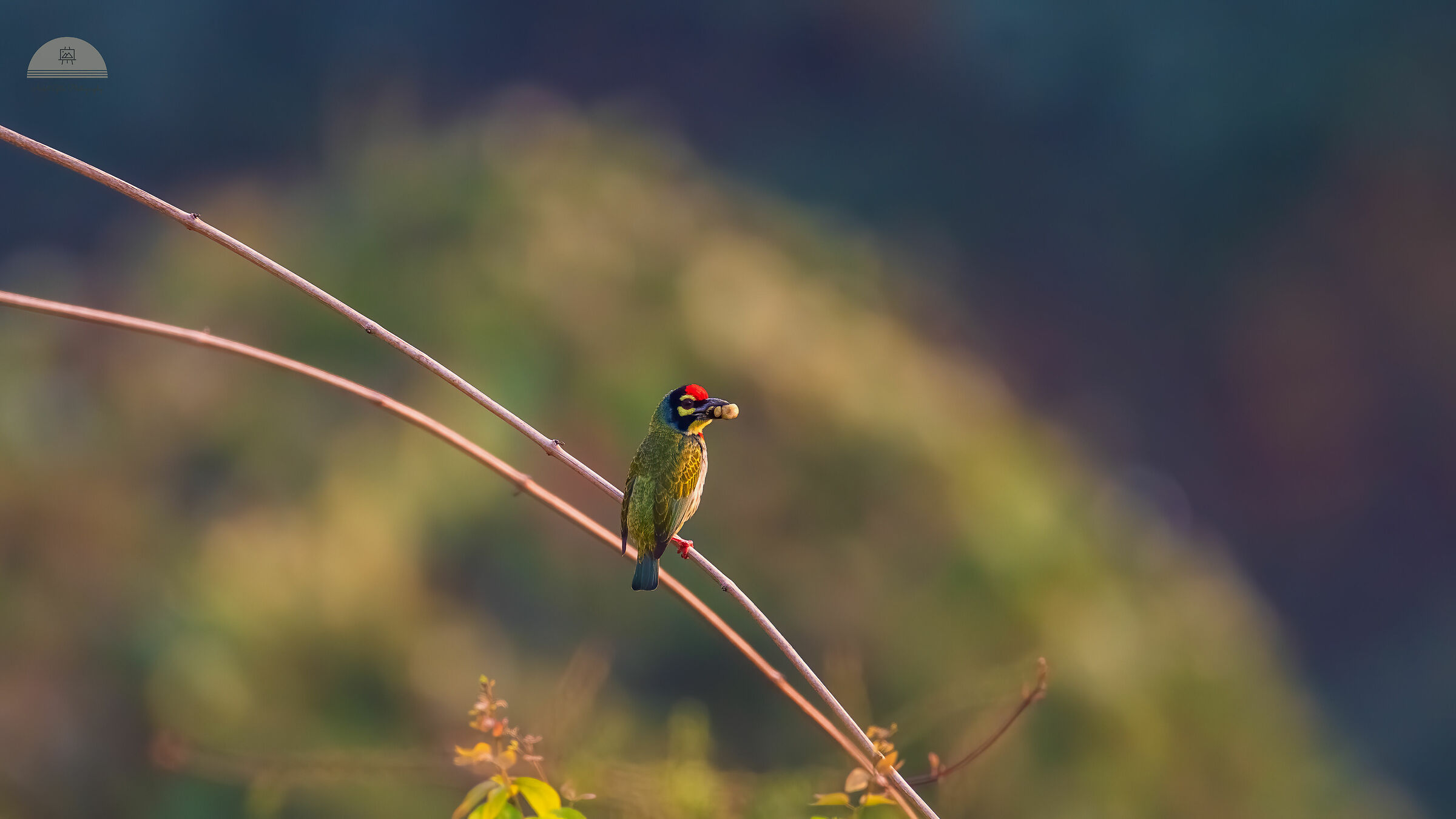 Coppersmith Barbet - Seeding machine_Mumbai_India