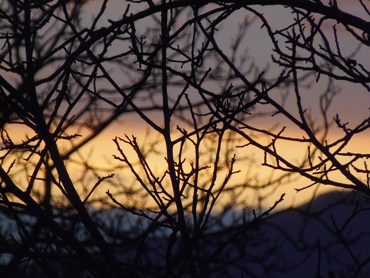 Tramonto tra i rami