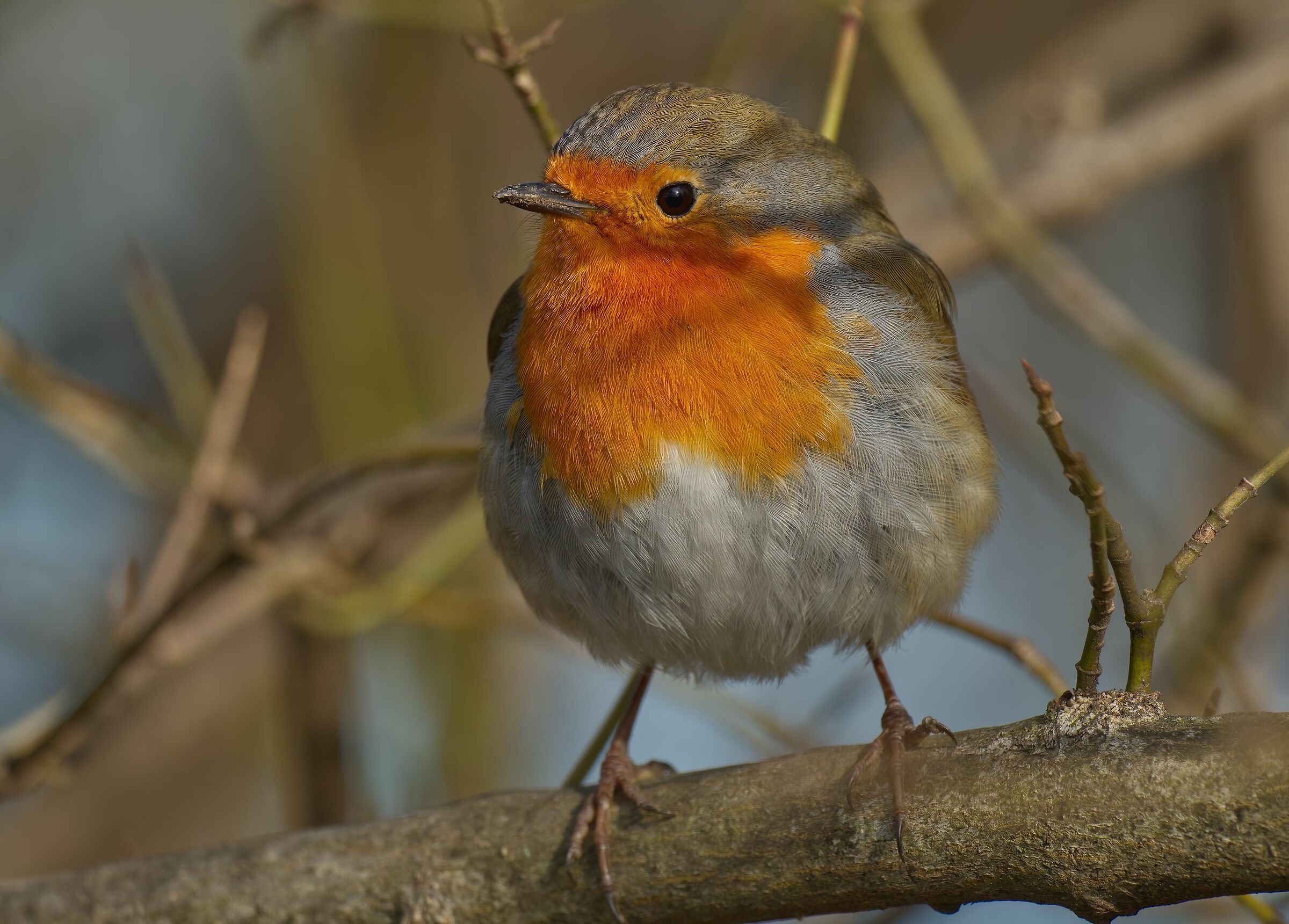 Le piumette del pettirosso