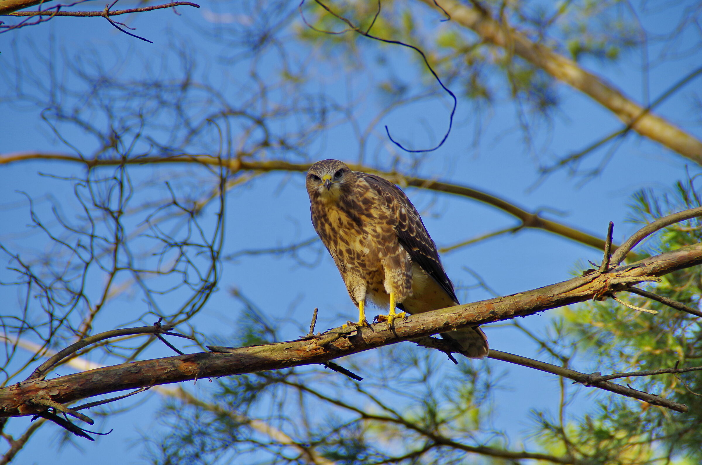 buzzard  chick