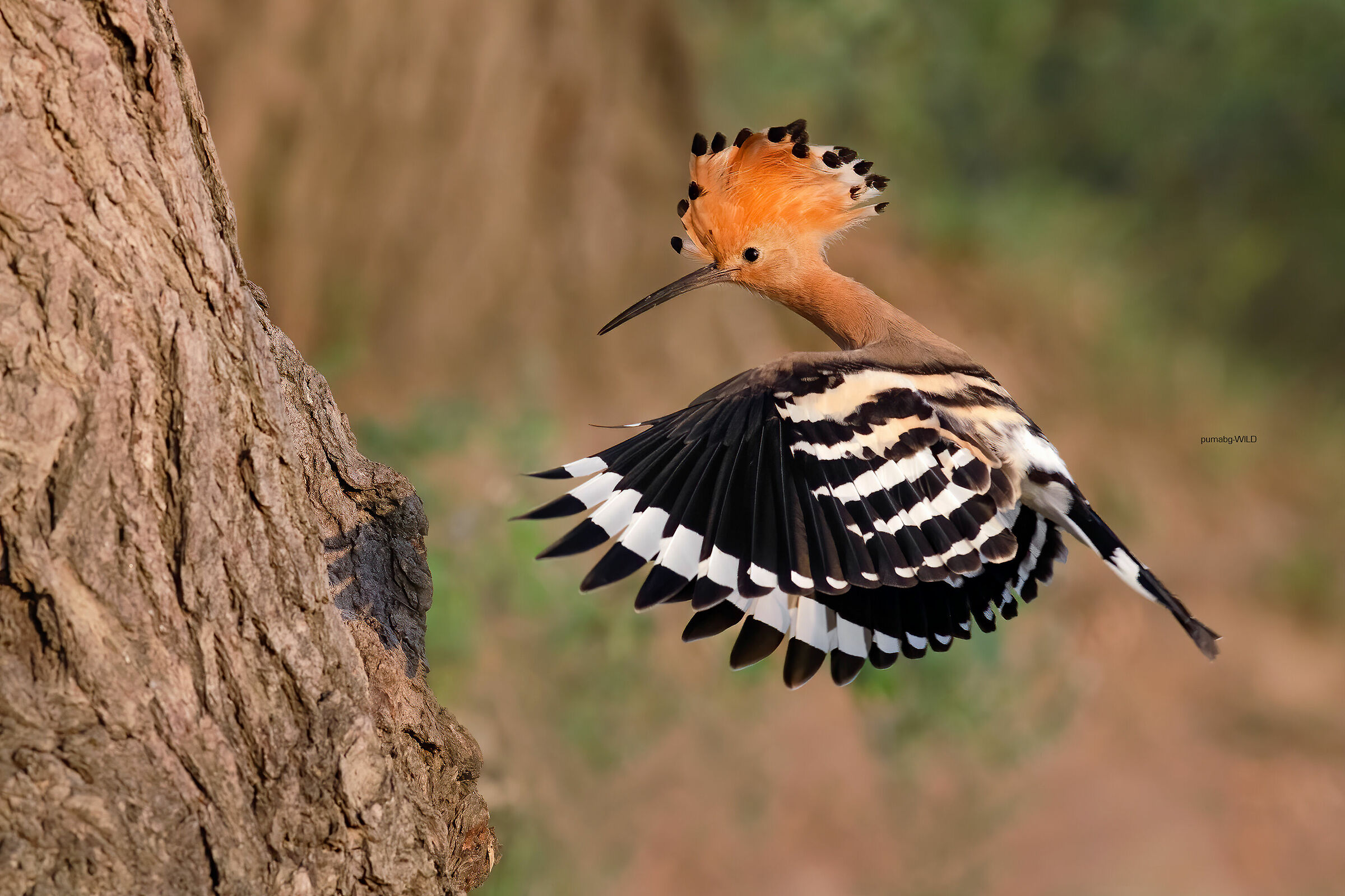 La primavera sta arrivando :)