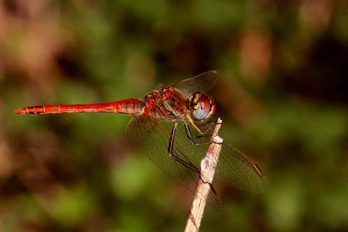 Sympetrum Fonscolombii