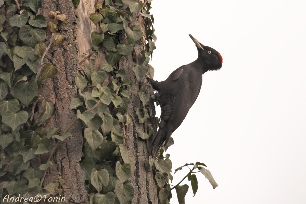 Black Woodpecker