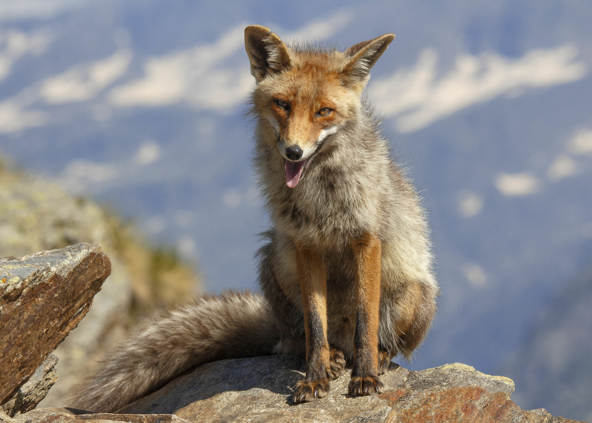 Volpe (purtroppo) molto confidente