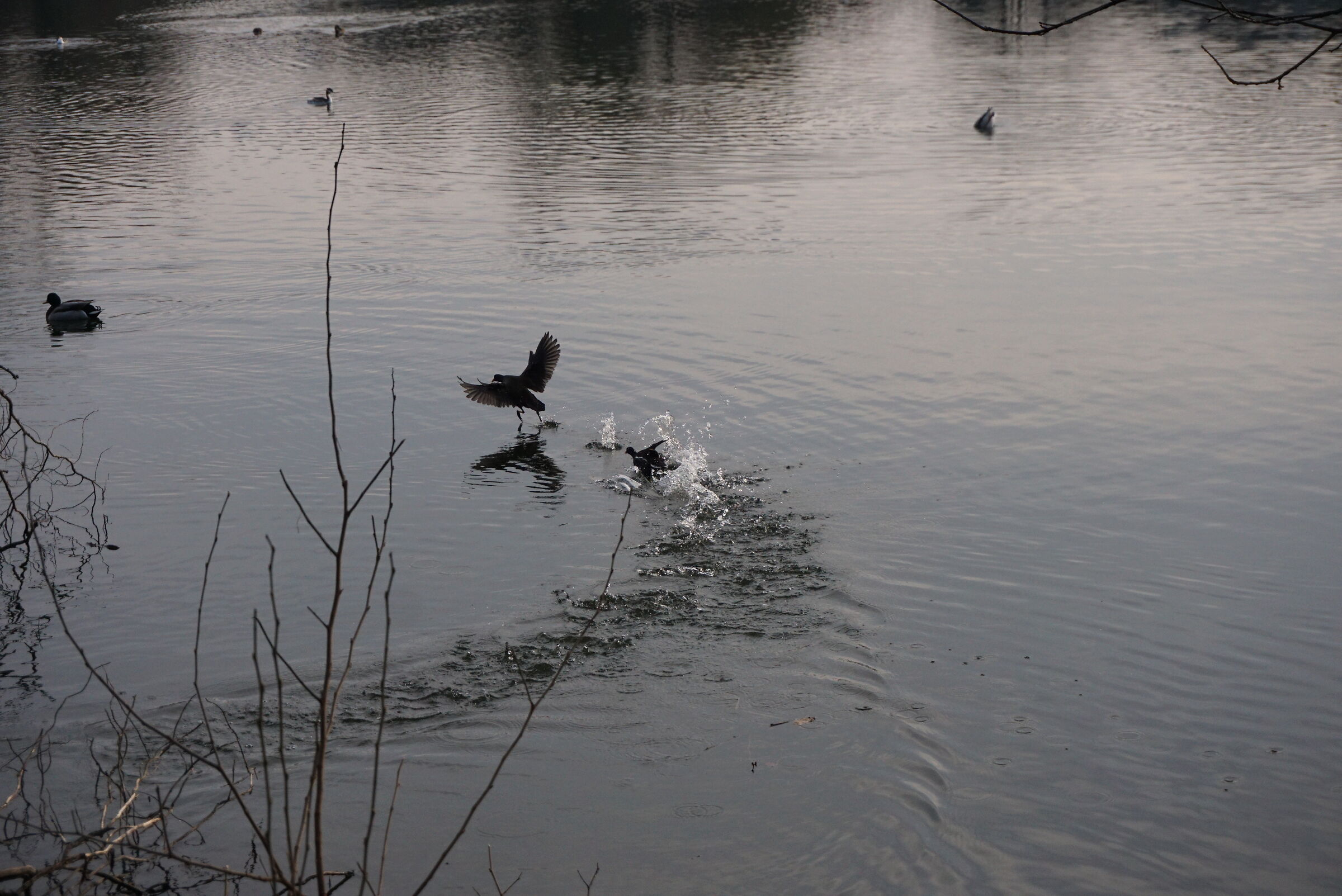Inseguimento sull'acqua