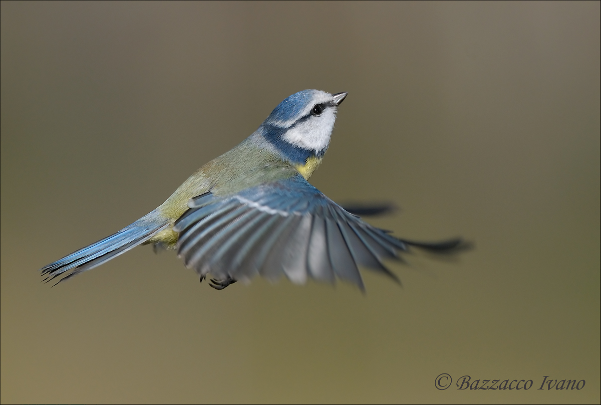 Finally, a blue tit
