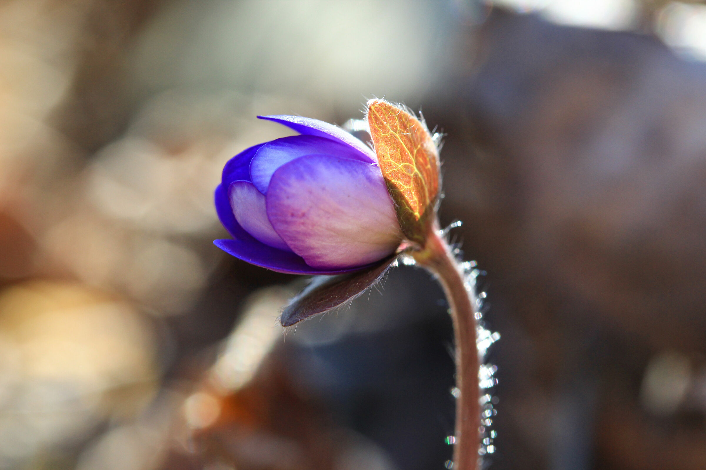 Hepatica in bud