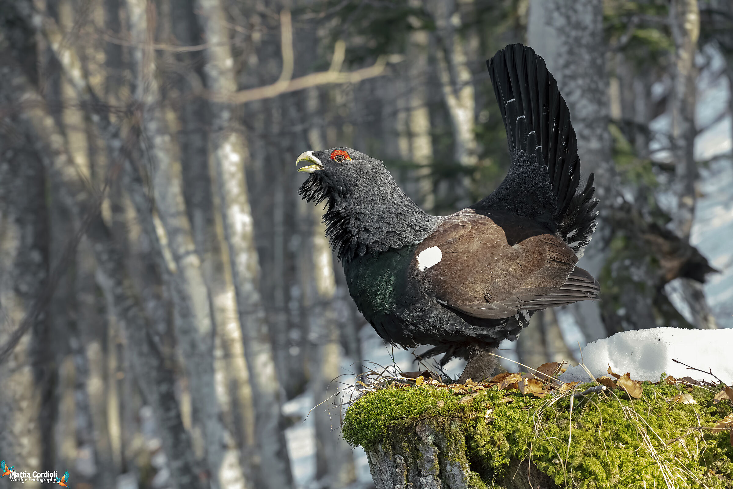 gallo cedrone