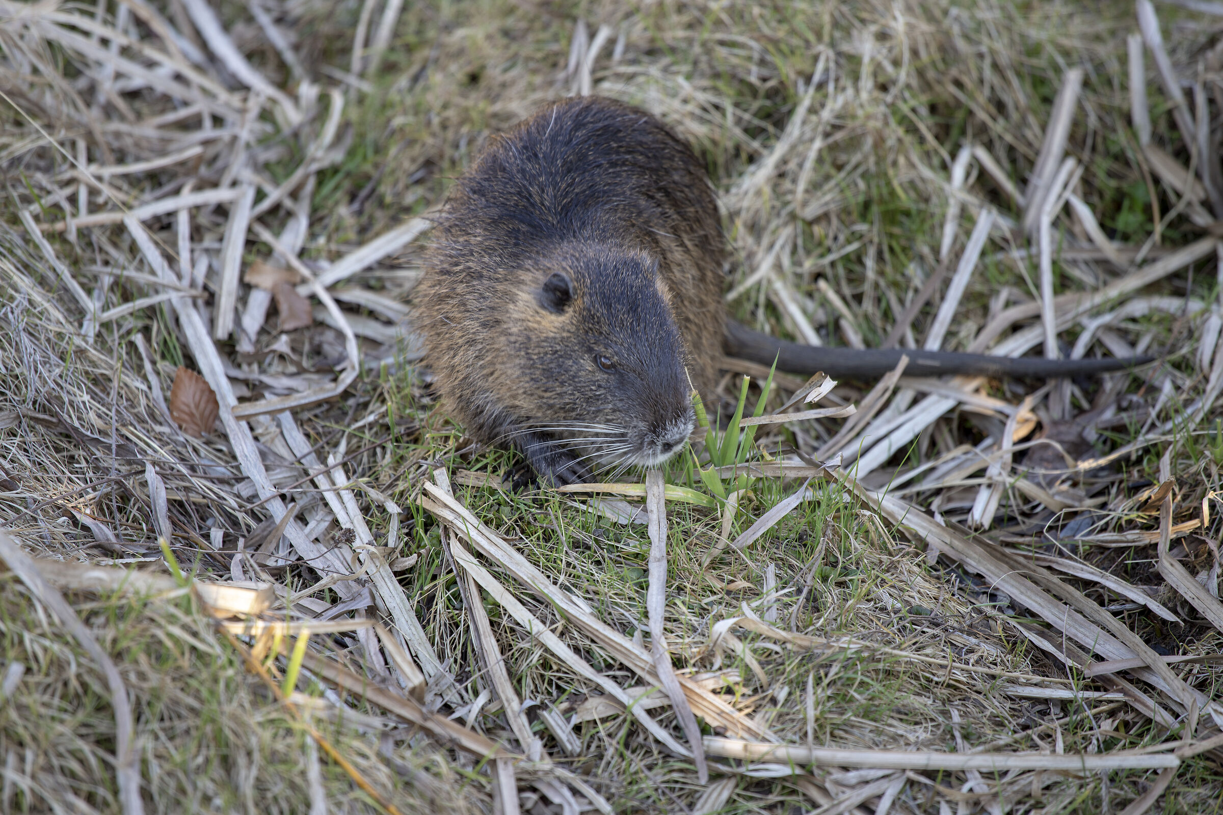 Nutria