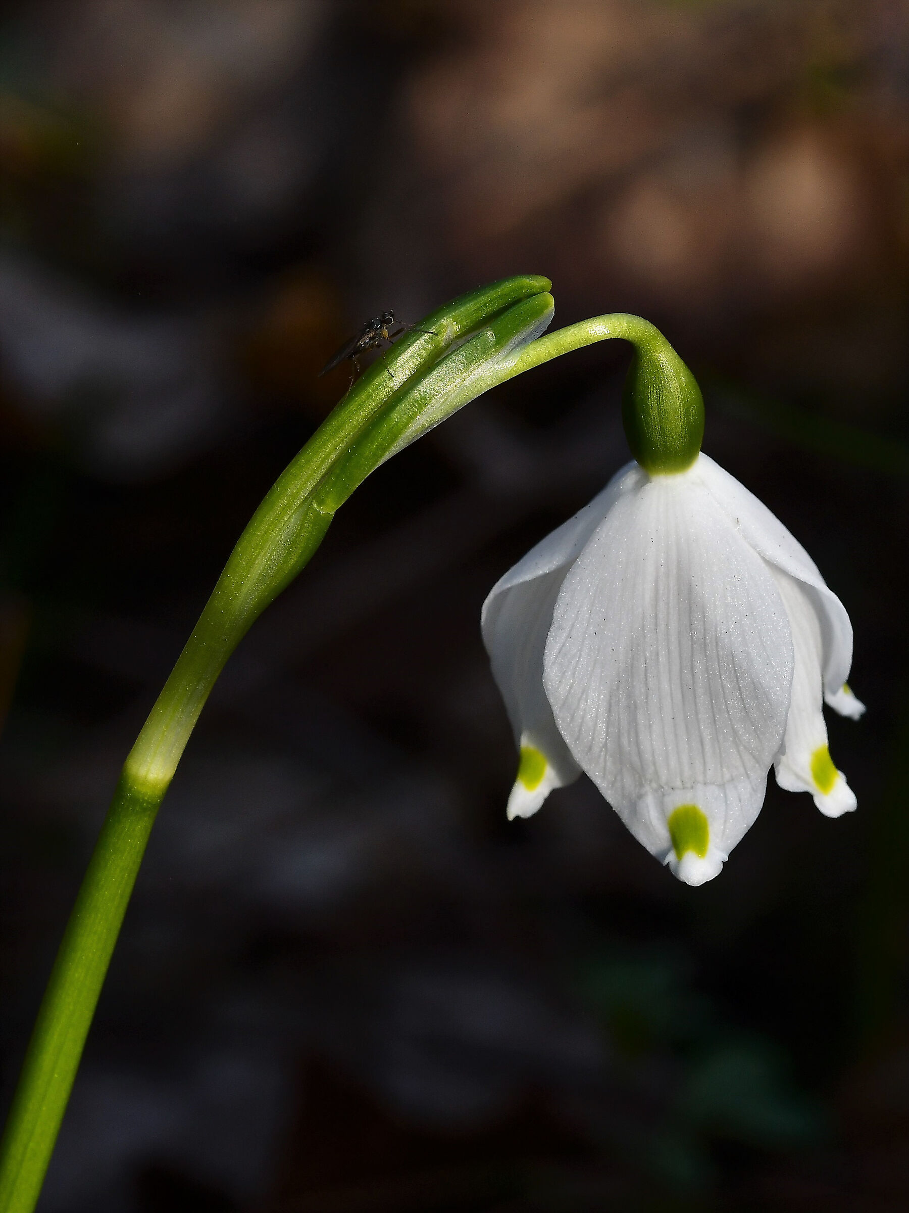 Snowdrop 2