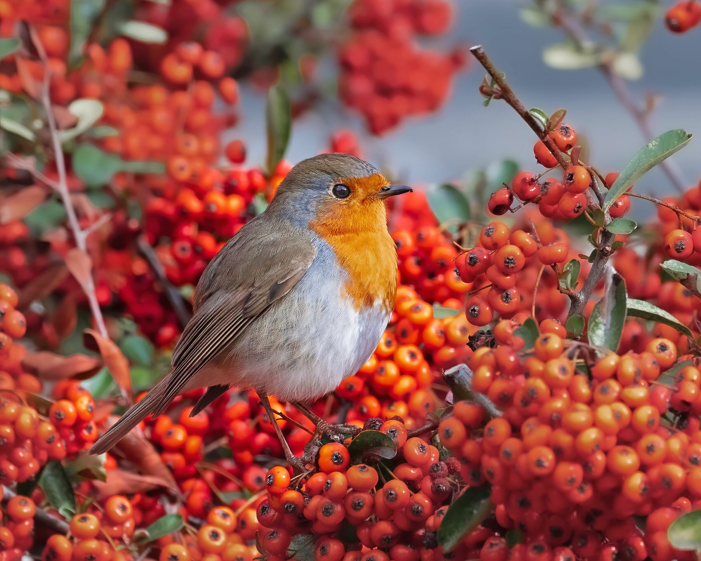 Robin
