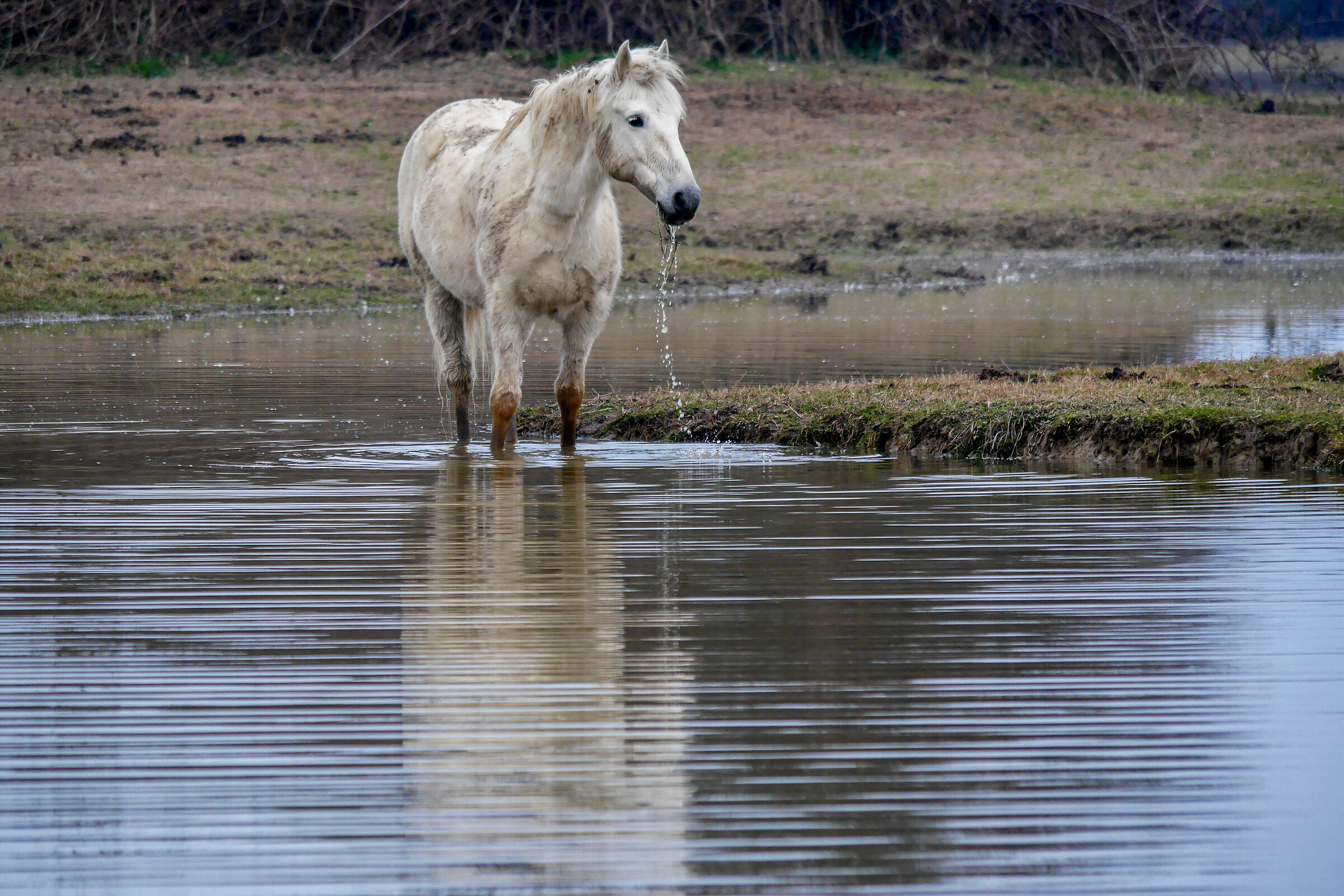 Camargue Horse
