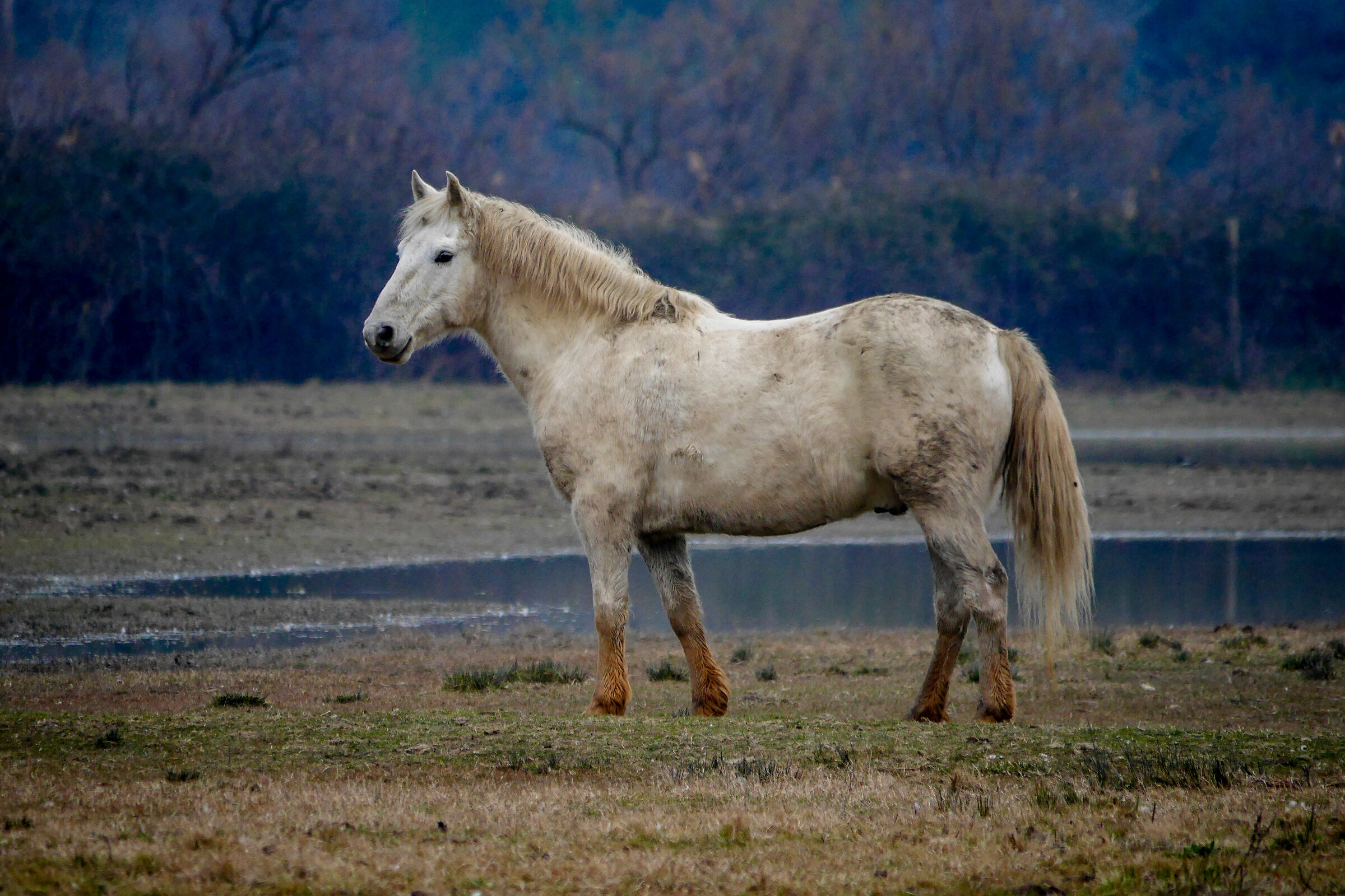 Camargue Horse