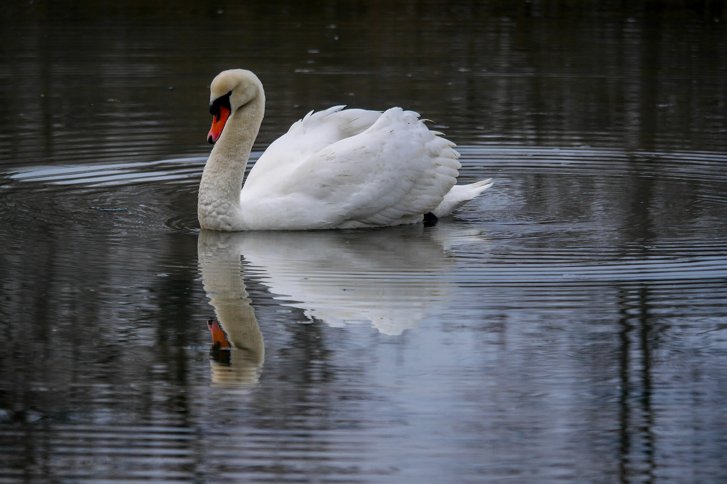Swan