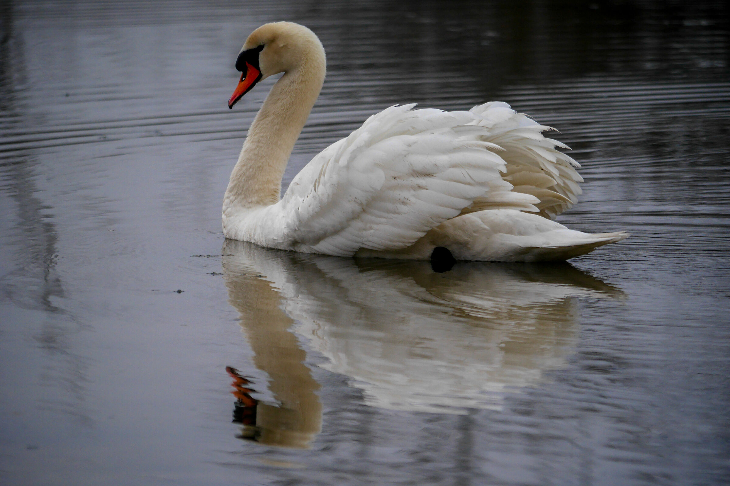 Swan