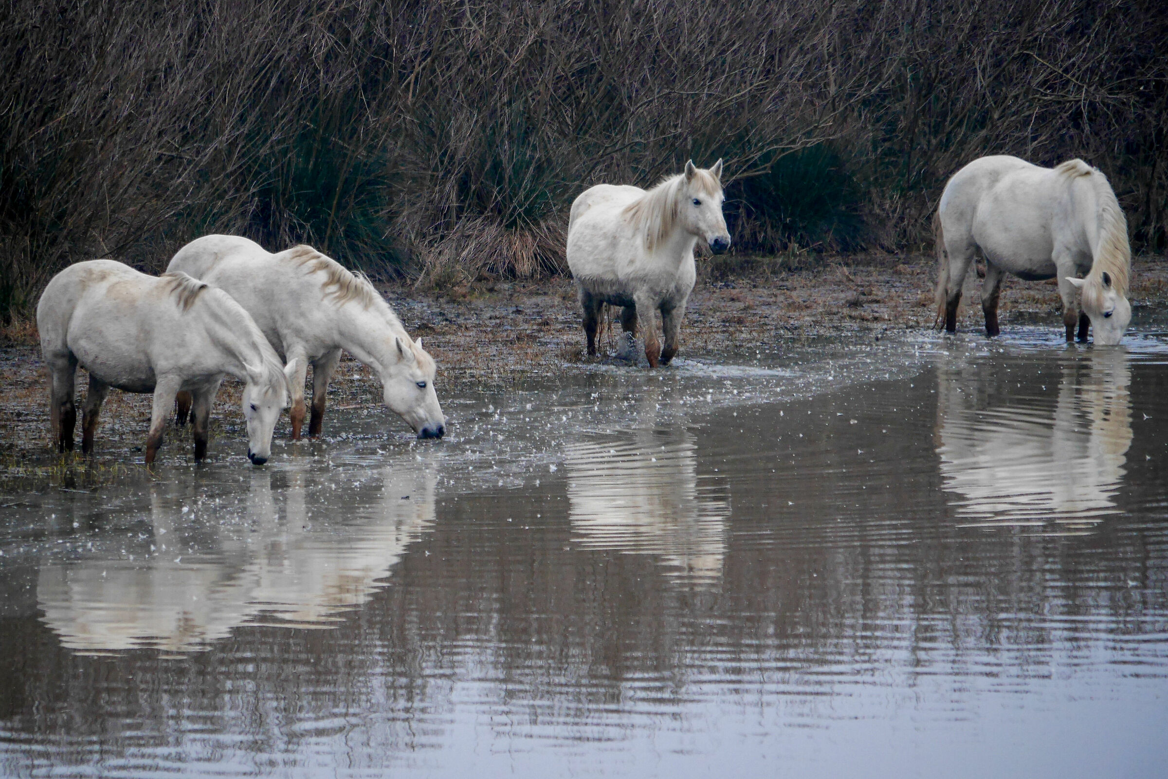Camargue Horses