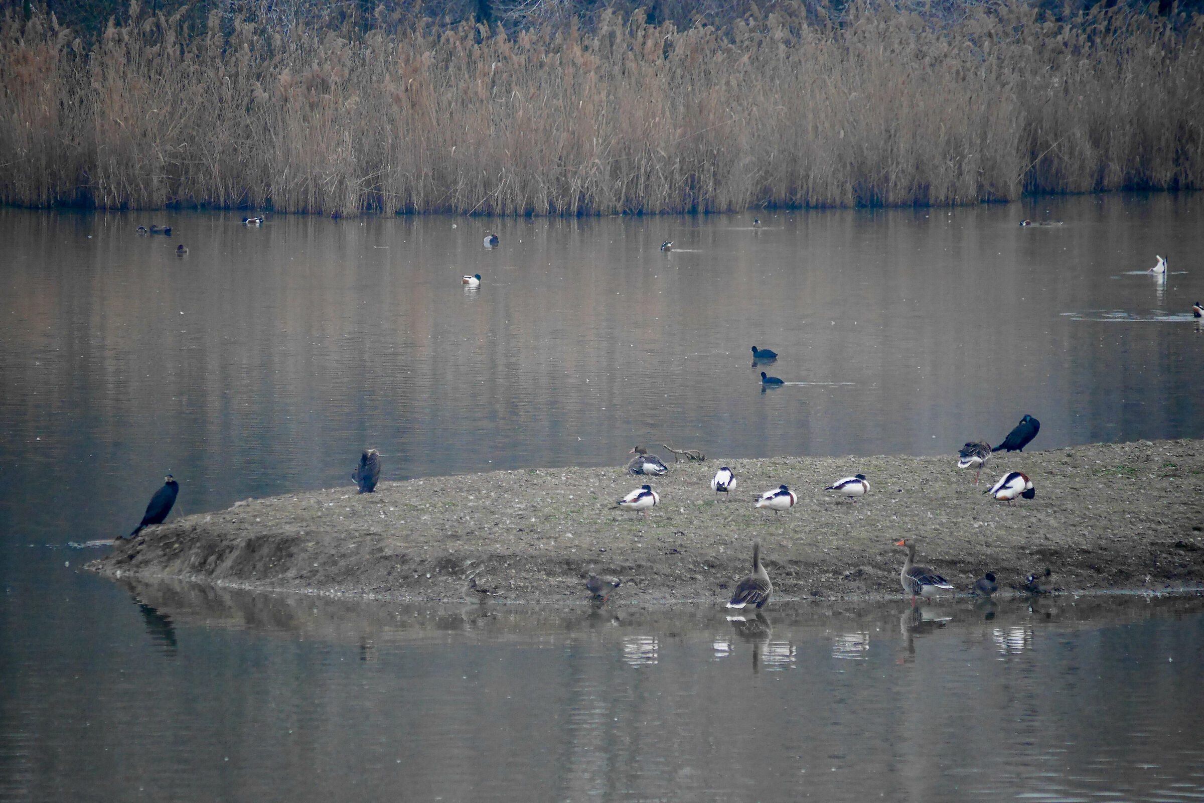 Grey and volpo oches