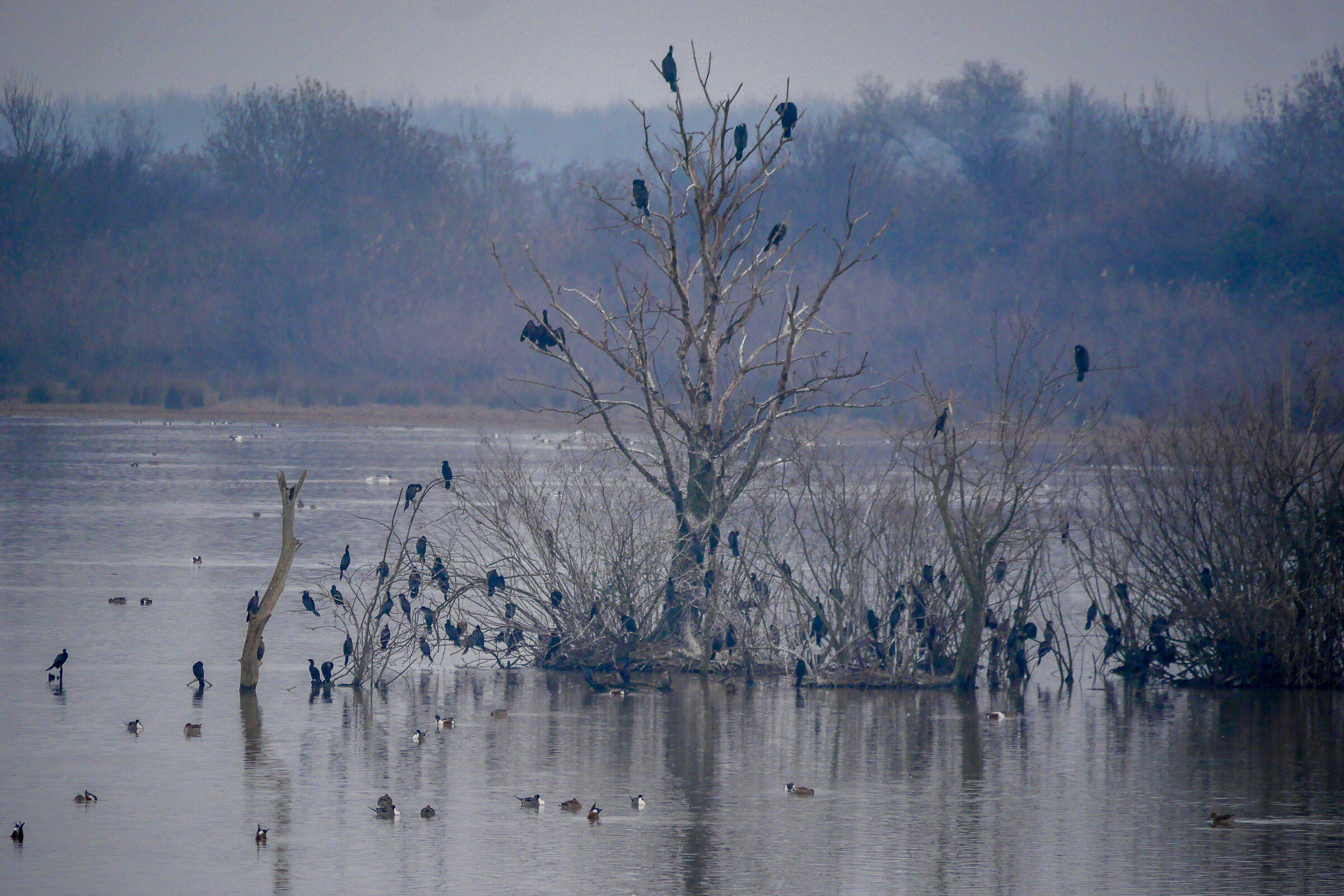 Cormorants