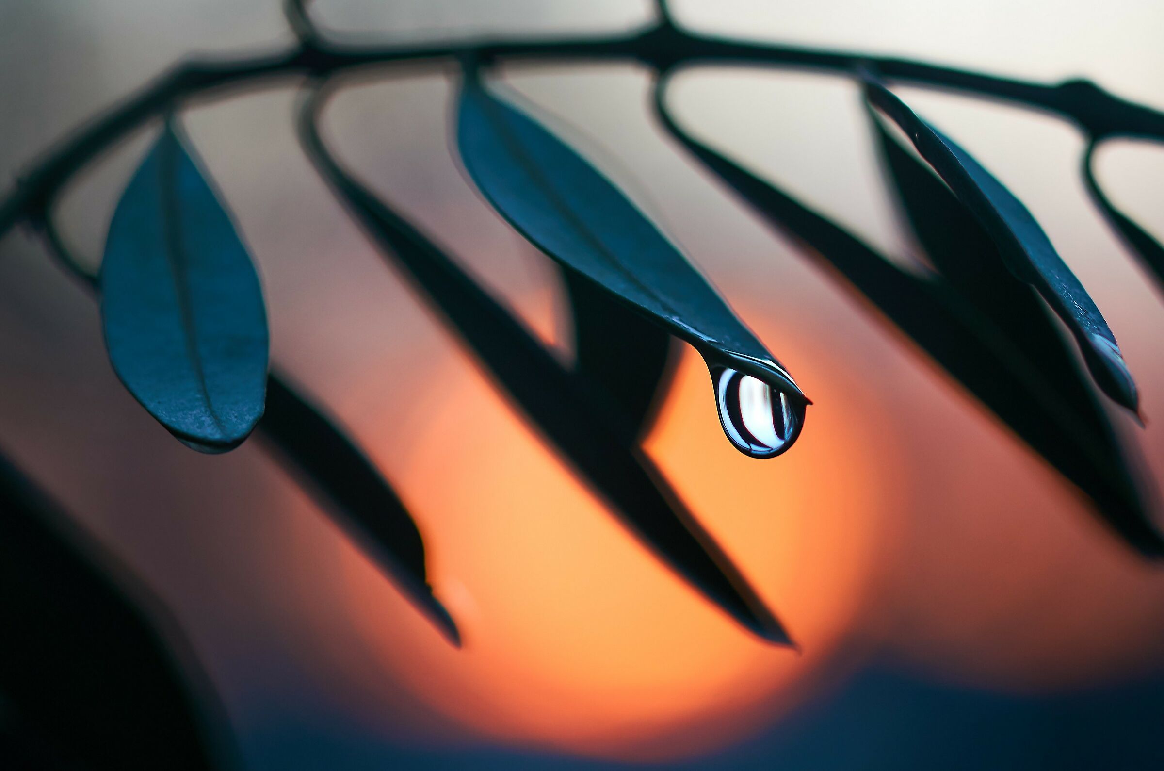 Among the olive trees 2