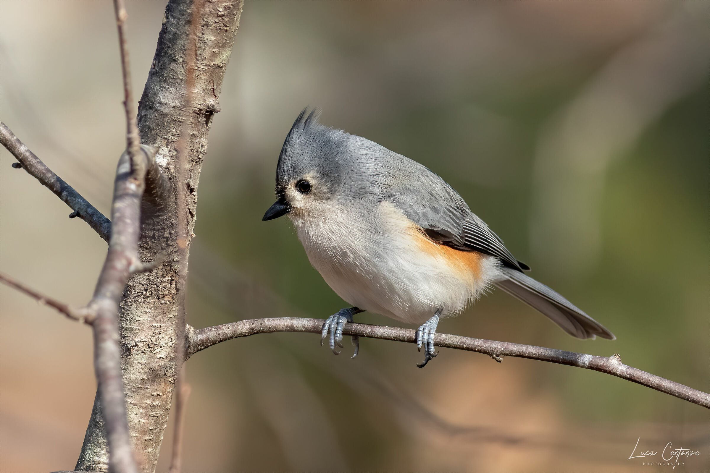 Cincia Bicolore/Tufted Titmouse/Baeolophus bicolor