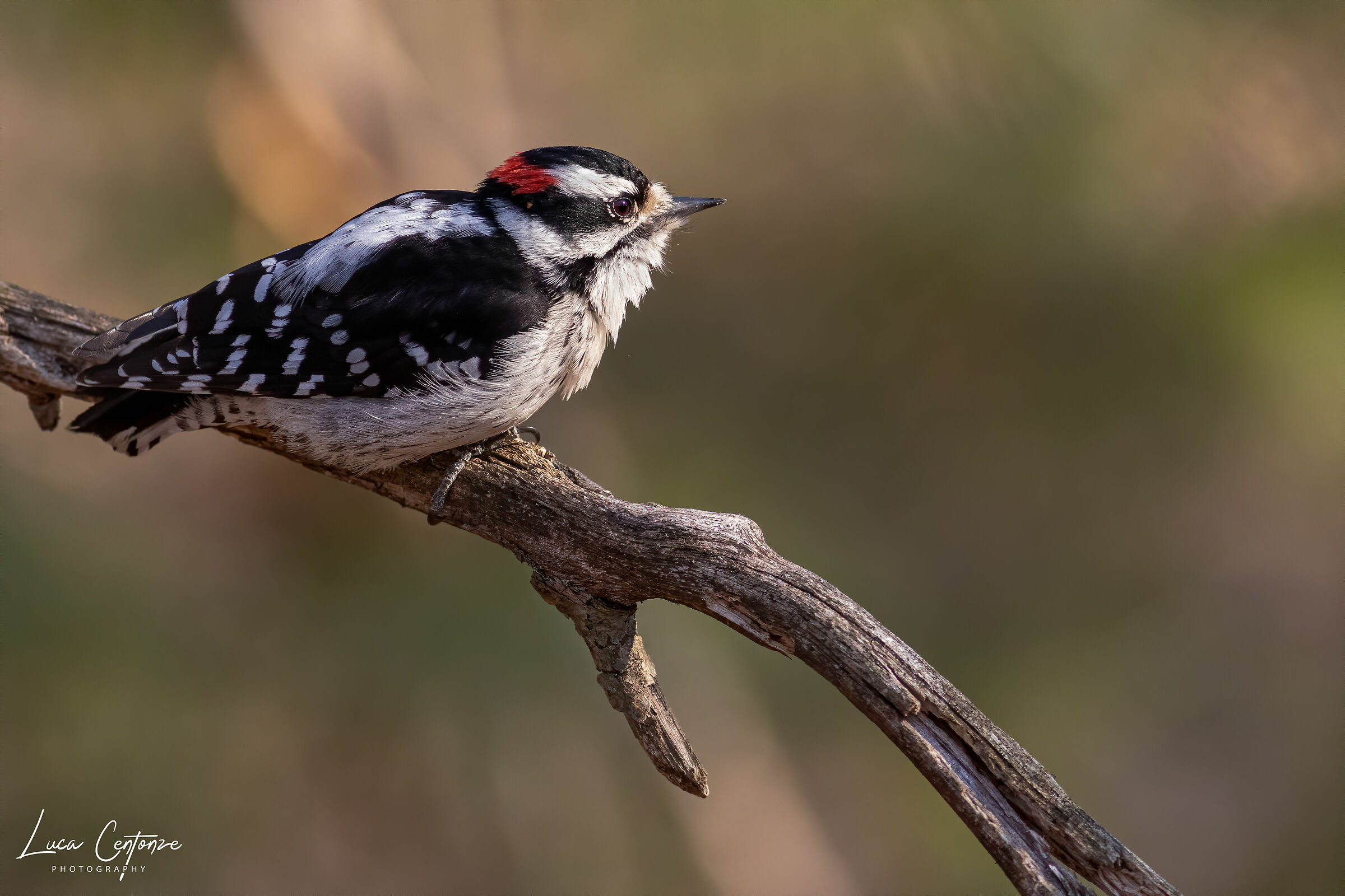 Picchio lanuginoso/Downy Woodpecker/Picoides Pubescens