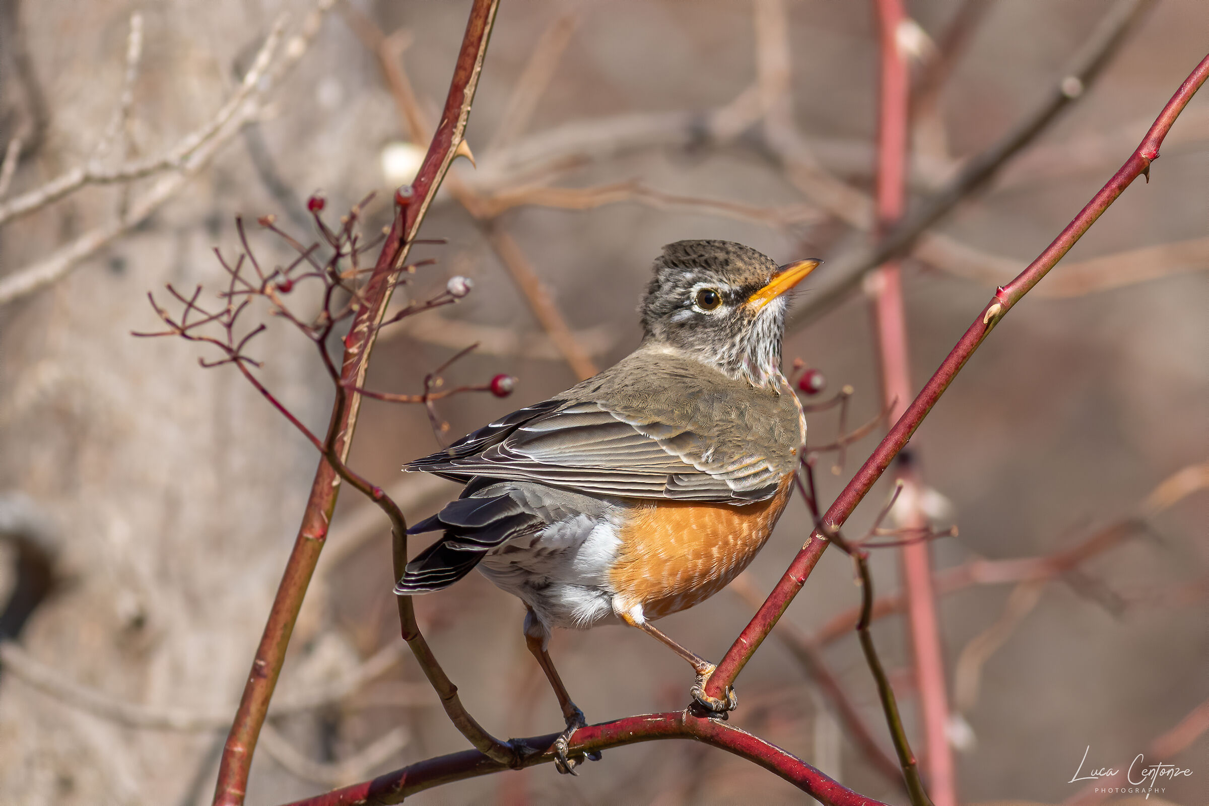 Pettirosso Americano/American robin/Turdus Migratorius