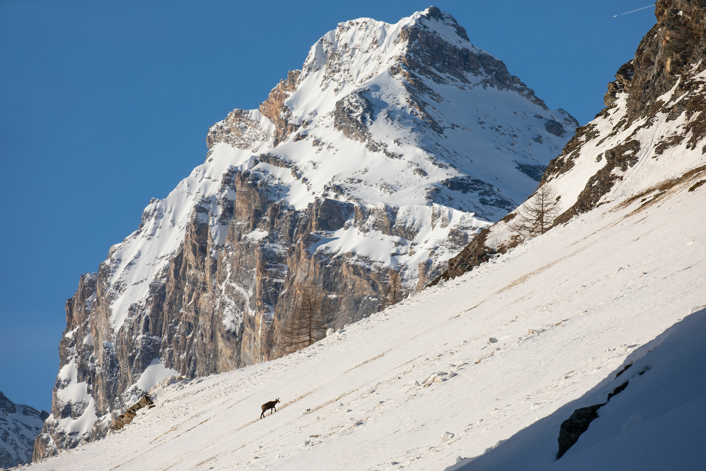 Camoscio alpino (Rupicapra rupicapra)