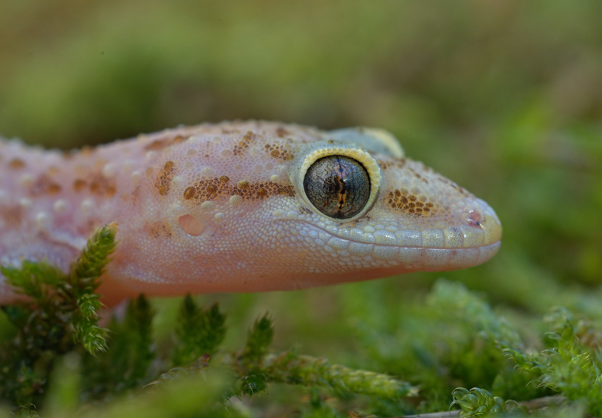 Wart gecko