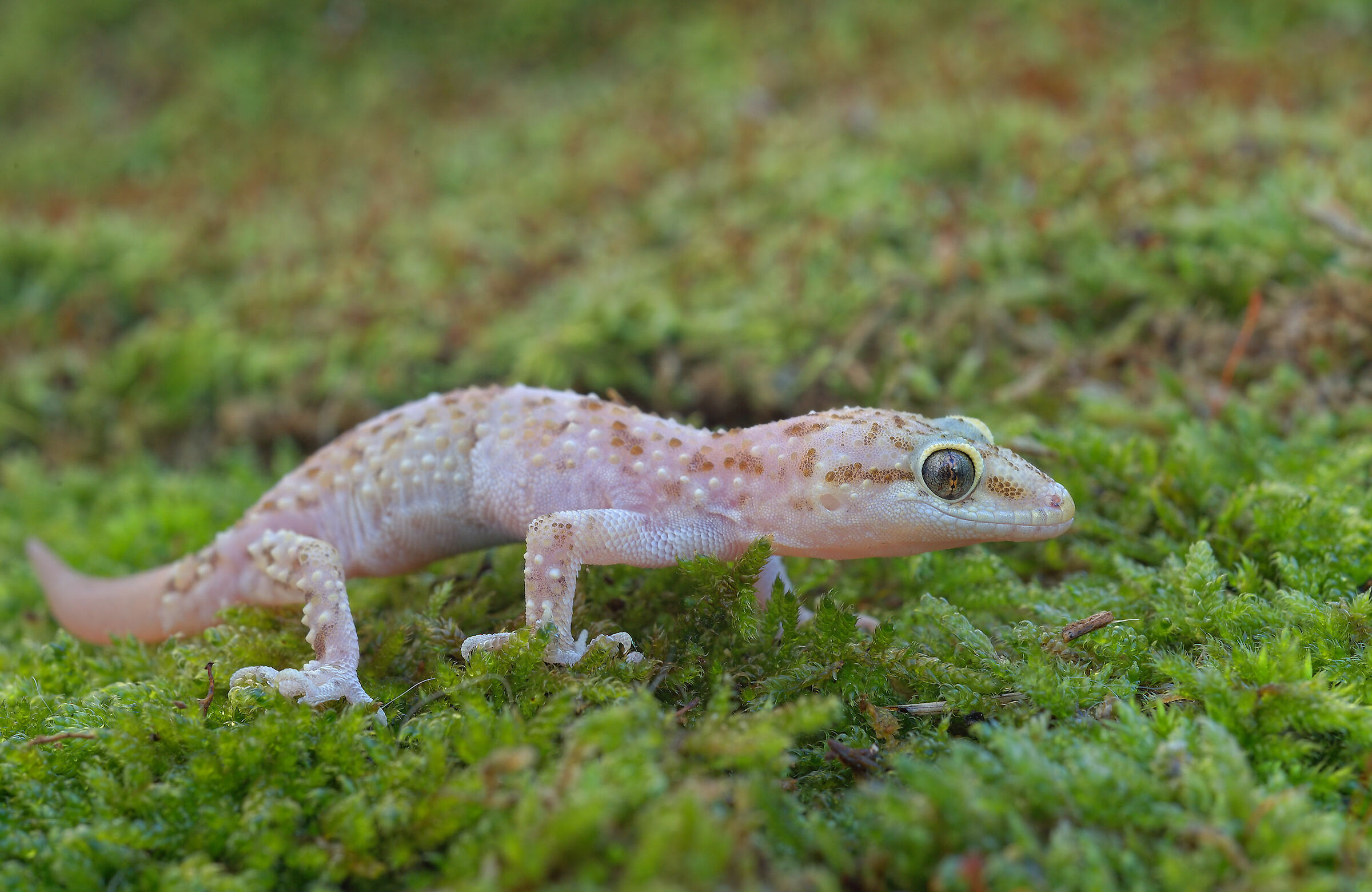 Wart gecko