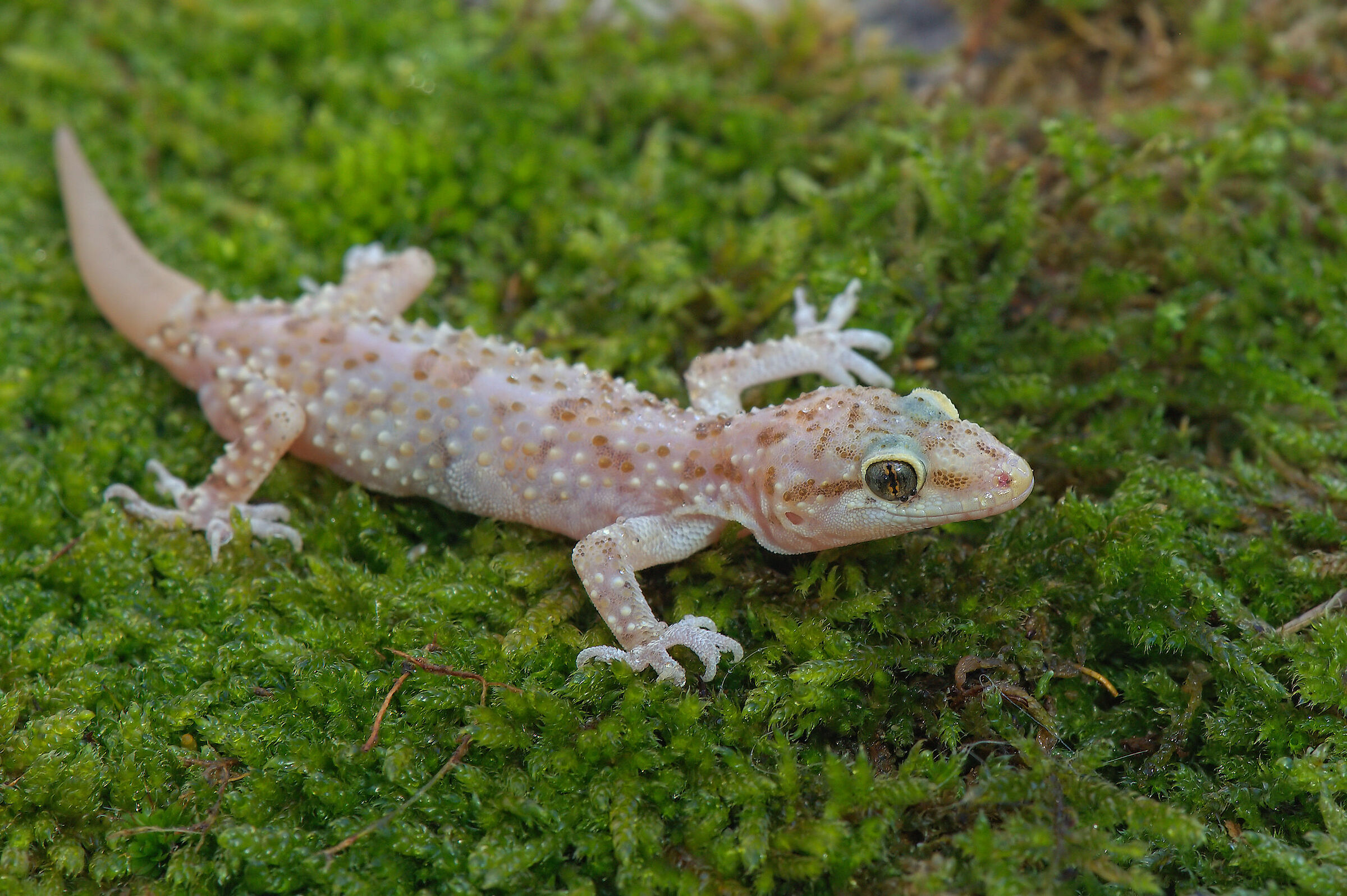 Wart gecko