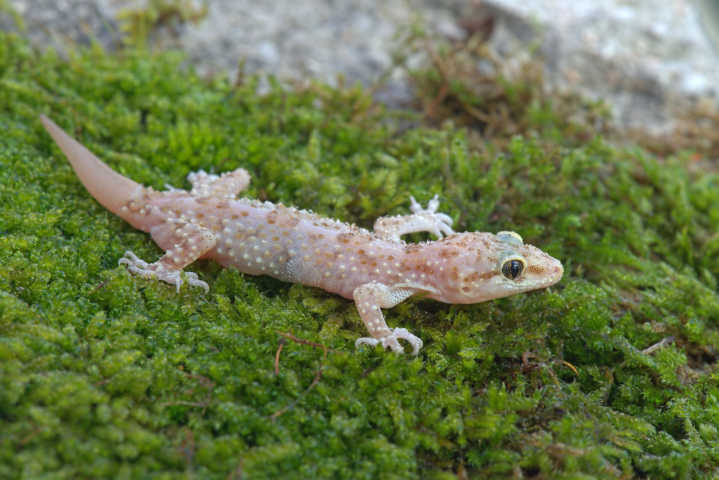 Wart gecko
