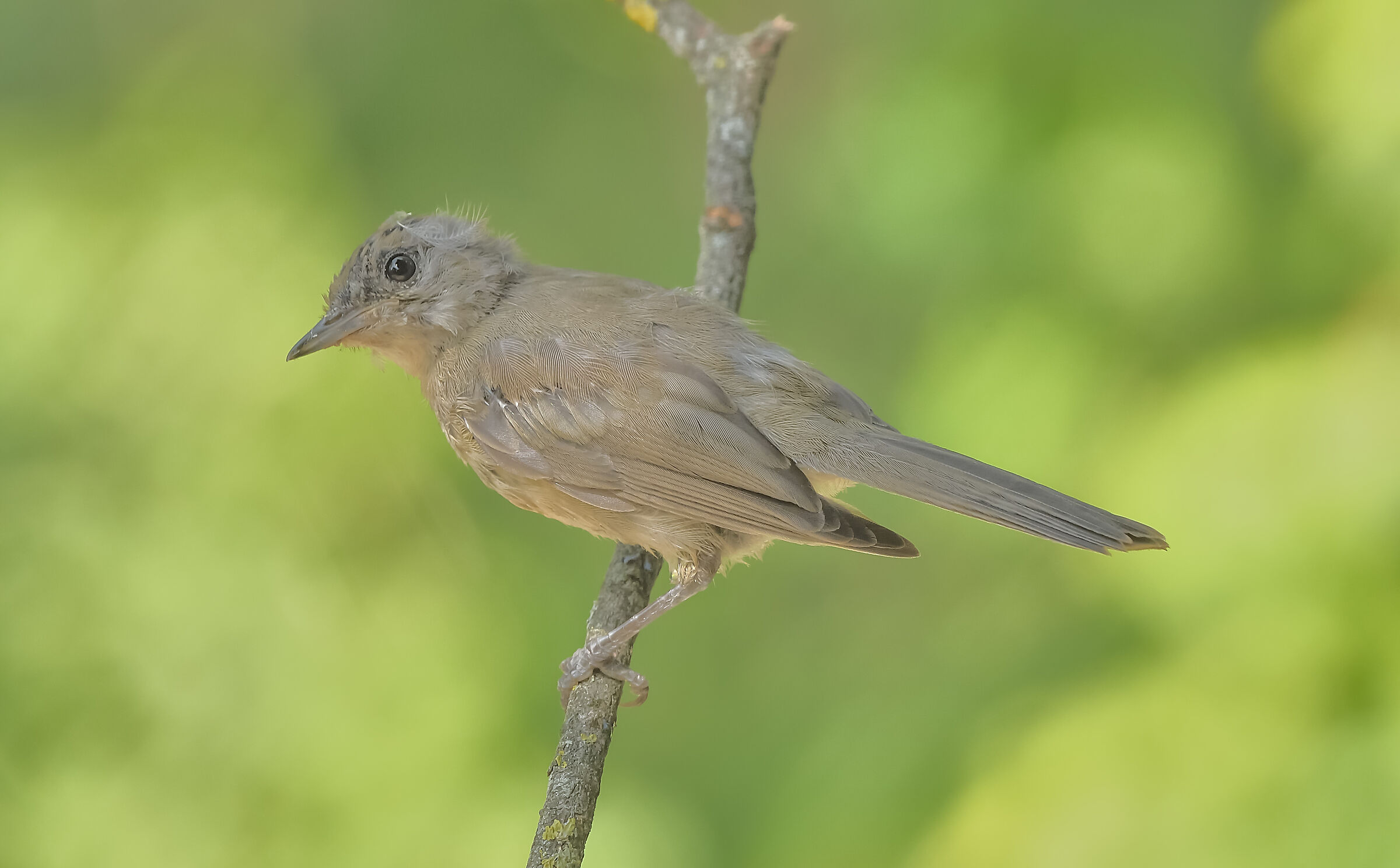 piccolo di codirosso