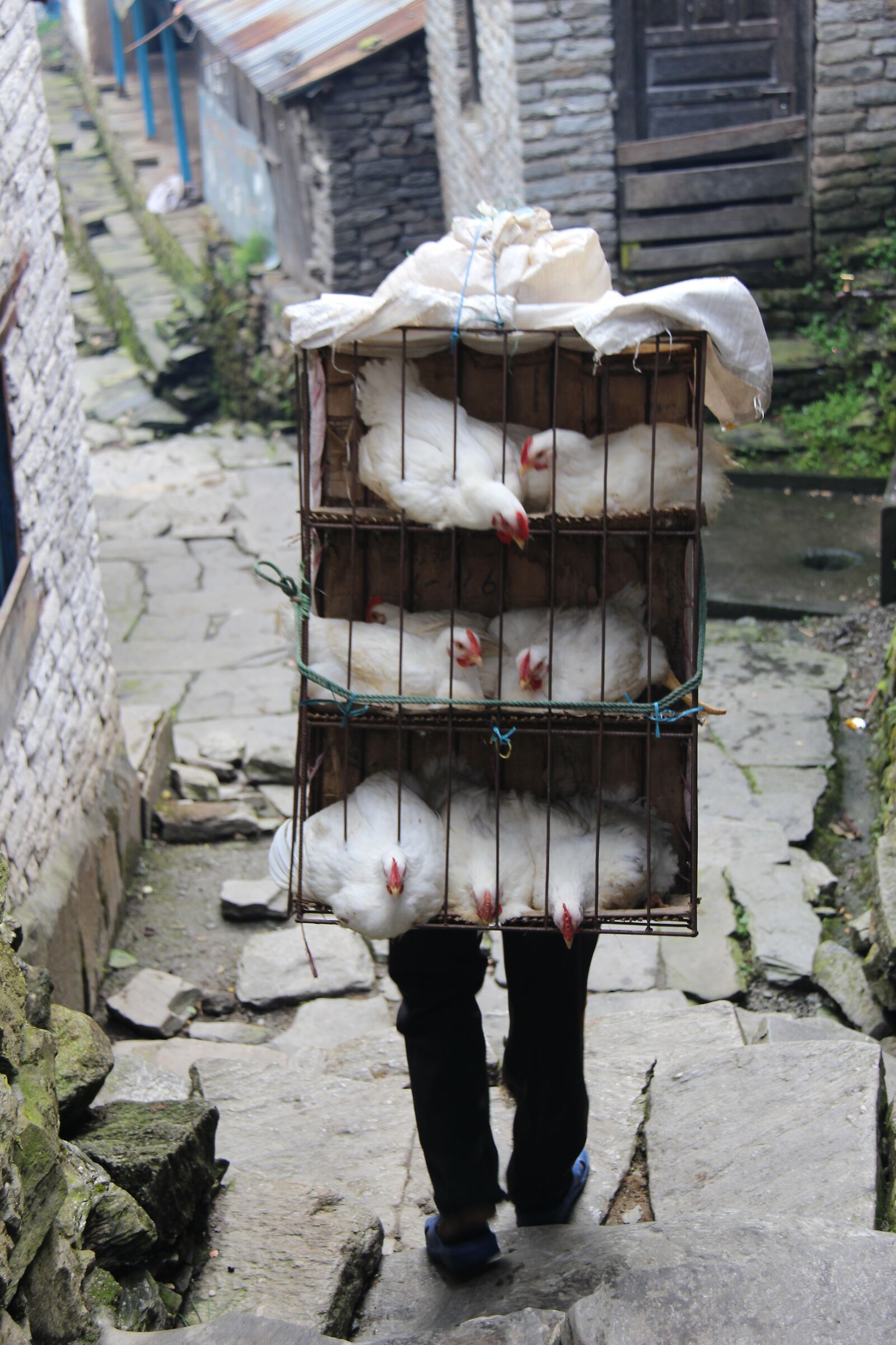 il portatore di galline