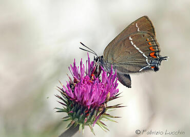 Satyrium spini
