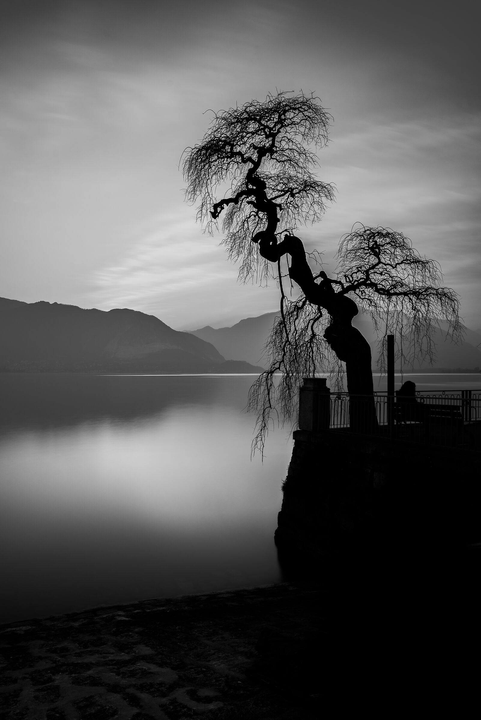 The shape of the tree