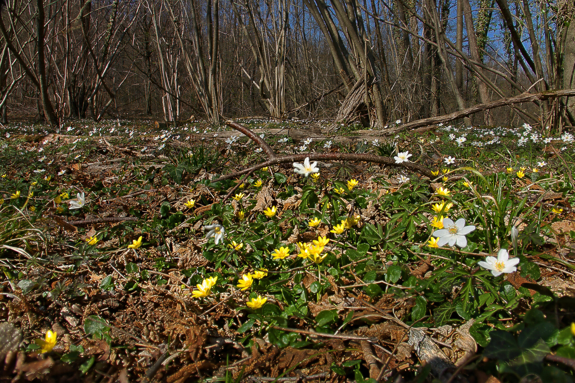 Anemones of the Woods and Favagelli