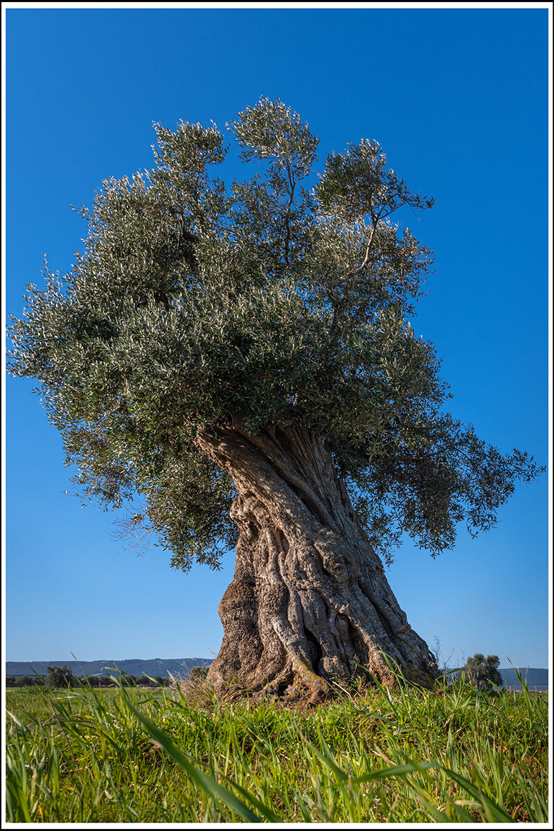 Secular olive tree