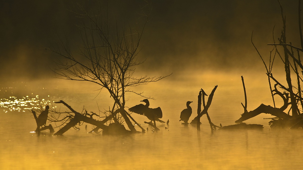 Cormorani controluce